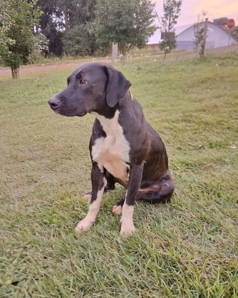 Laila, cadela de porte médio para adoção em Chapecó - SC