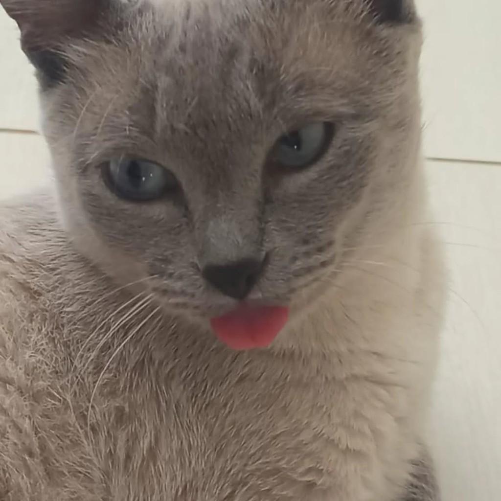 Bella, gata de porte pequeno para adoção em Chapecó - SC