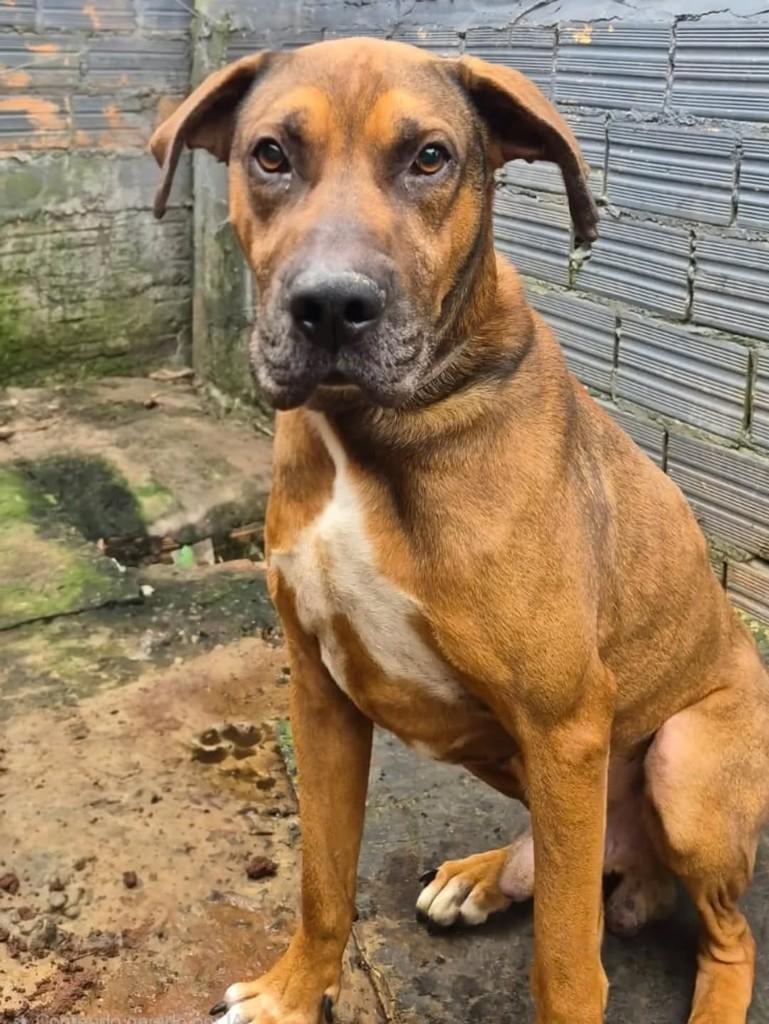 Nofre, cachorro de porte grande para adoção em Chapecó - SC