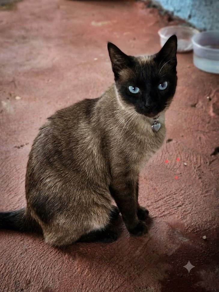 Siamês Lata, gata de porte pequeno para adoção em Chapecó - SC