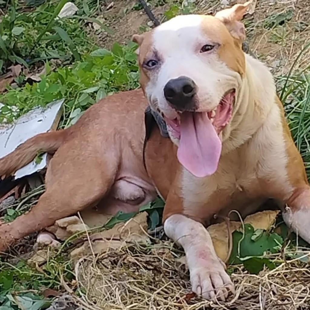 Heros, cachorro de porte grande para adoção em Resende - RJ