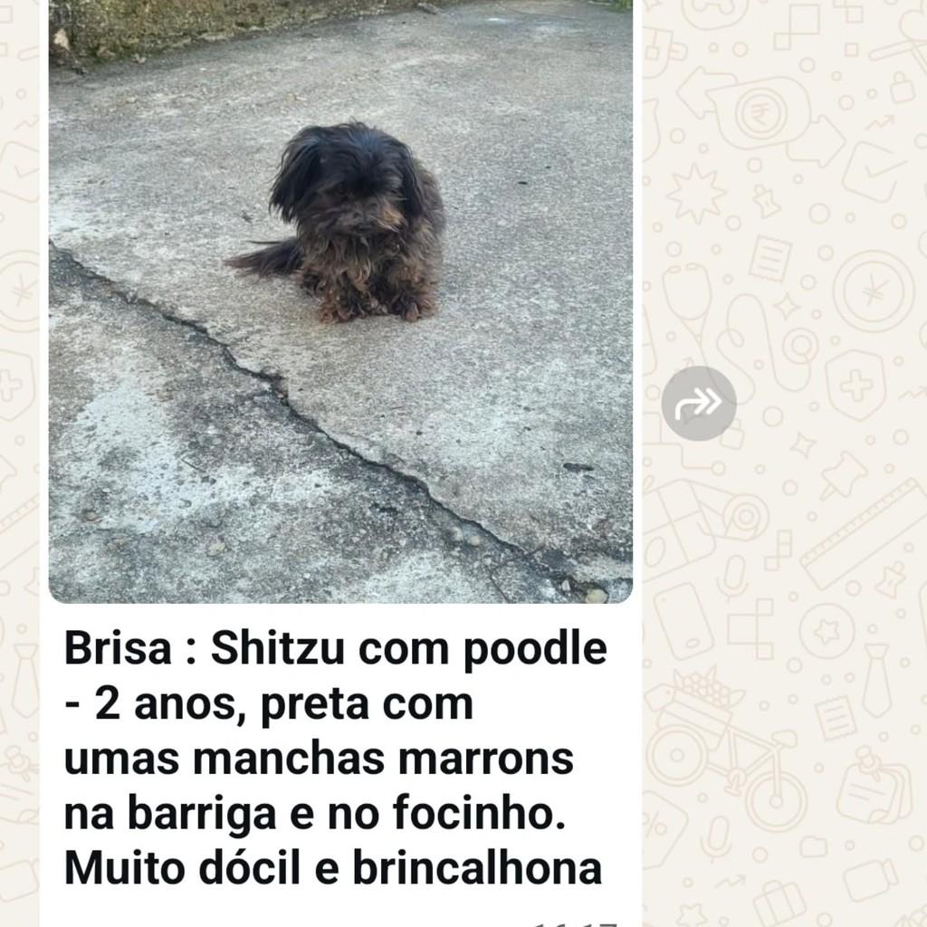 Doguinhos, cachorro de porte pequeno para adoção em Resende - RJ