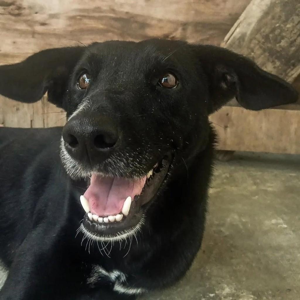 Neguinho, cachorro de porte médio para adoção em Resende - RJ
