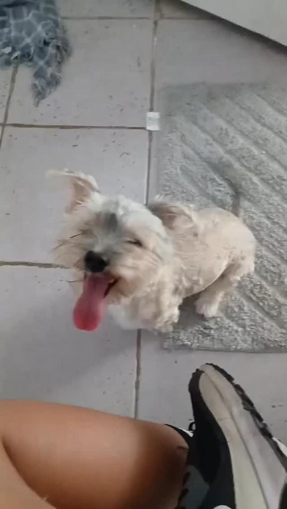 Theo, cachorro de porte pequeno para adoção em Resende - RJ