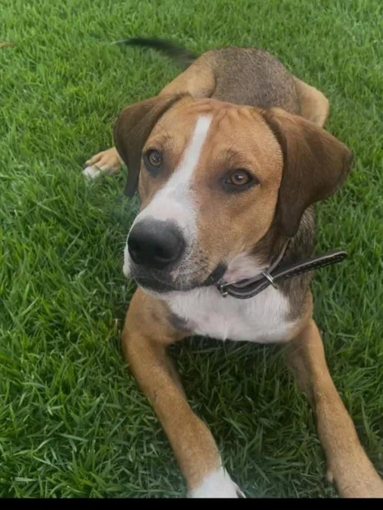Flash, cachorro de porte médio para adoção em Resende - RJ