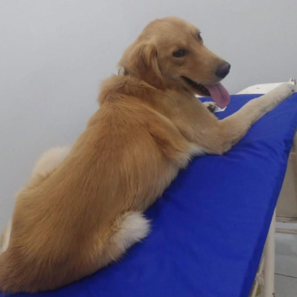 Snoopy, cachorro de porte grande para adoção em Resende - RJ