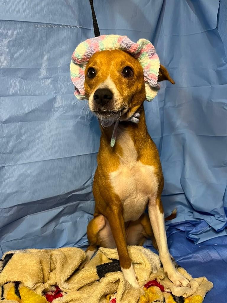 Florinda, cadela de porte pequeno para adoção em Resende - RJ