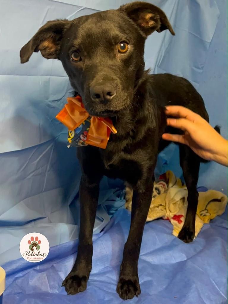 Jack, cachorro de porte médio para adoção em Resende - RJ