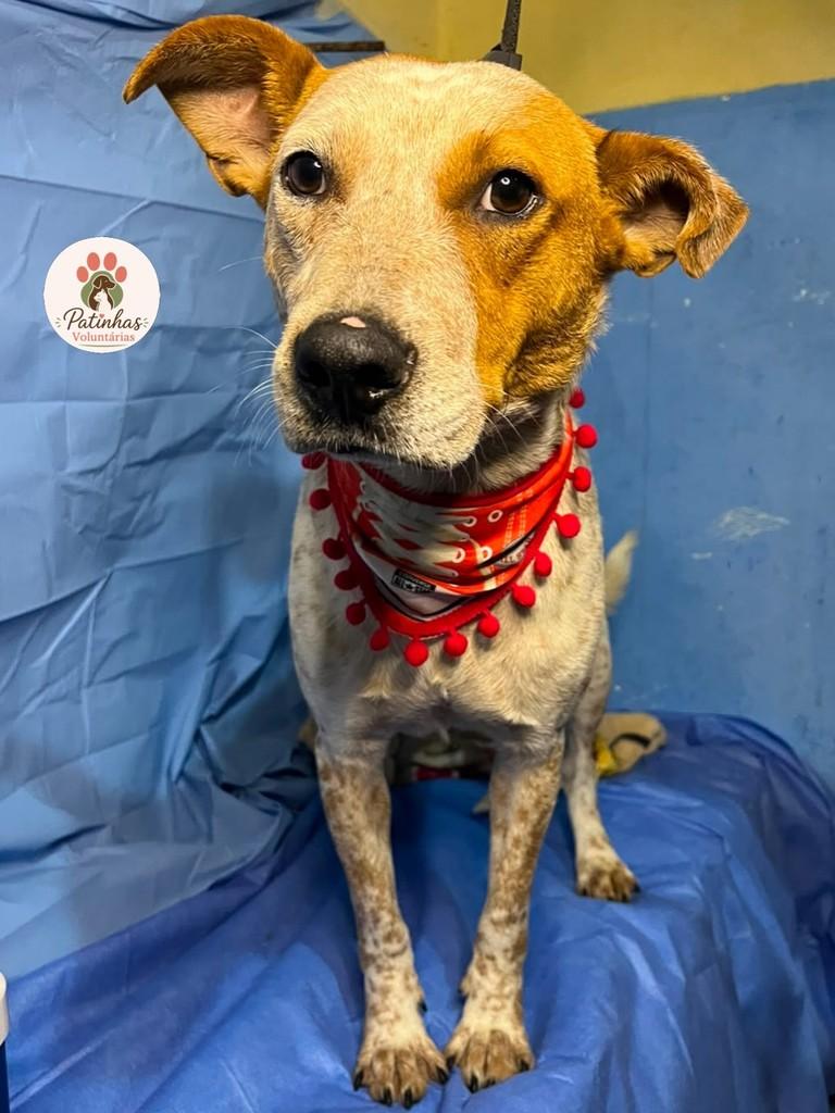 Simba, cachorro de porte médio para adoção em Resende - RJ