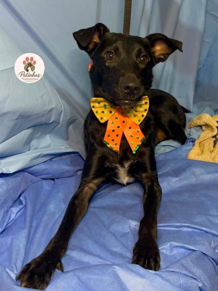 Pelézinho, cachorro de porte médio para adoção em Resende - RJ