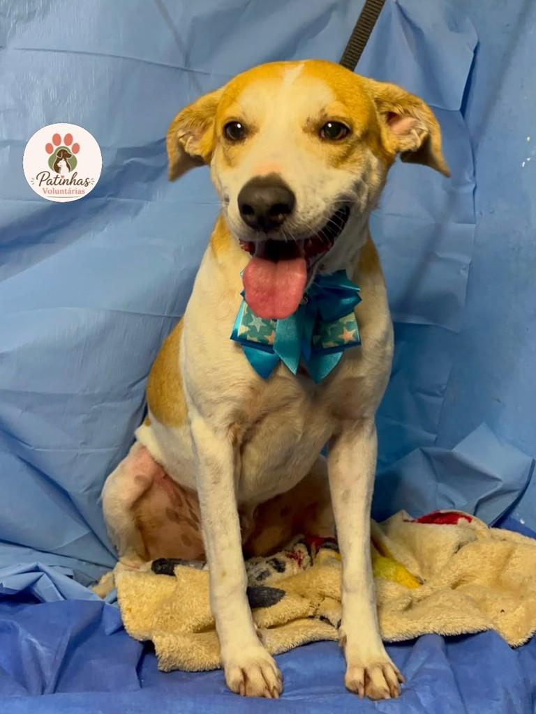 Gorducho, cachorro de porte médio para adoção em Resende - RJ