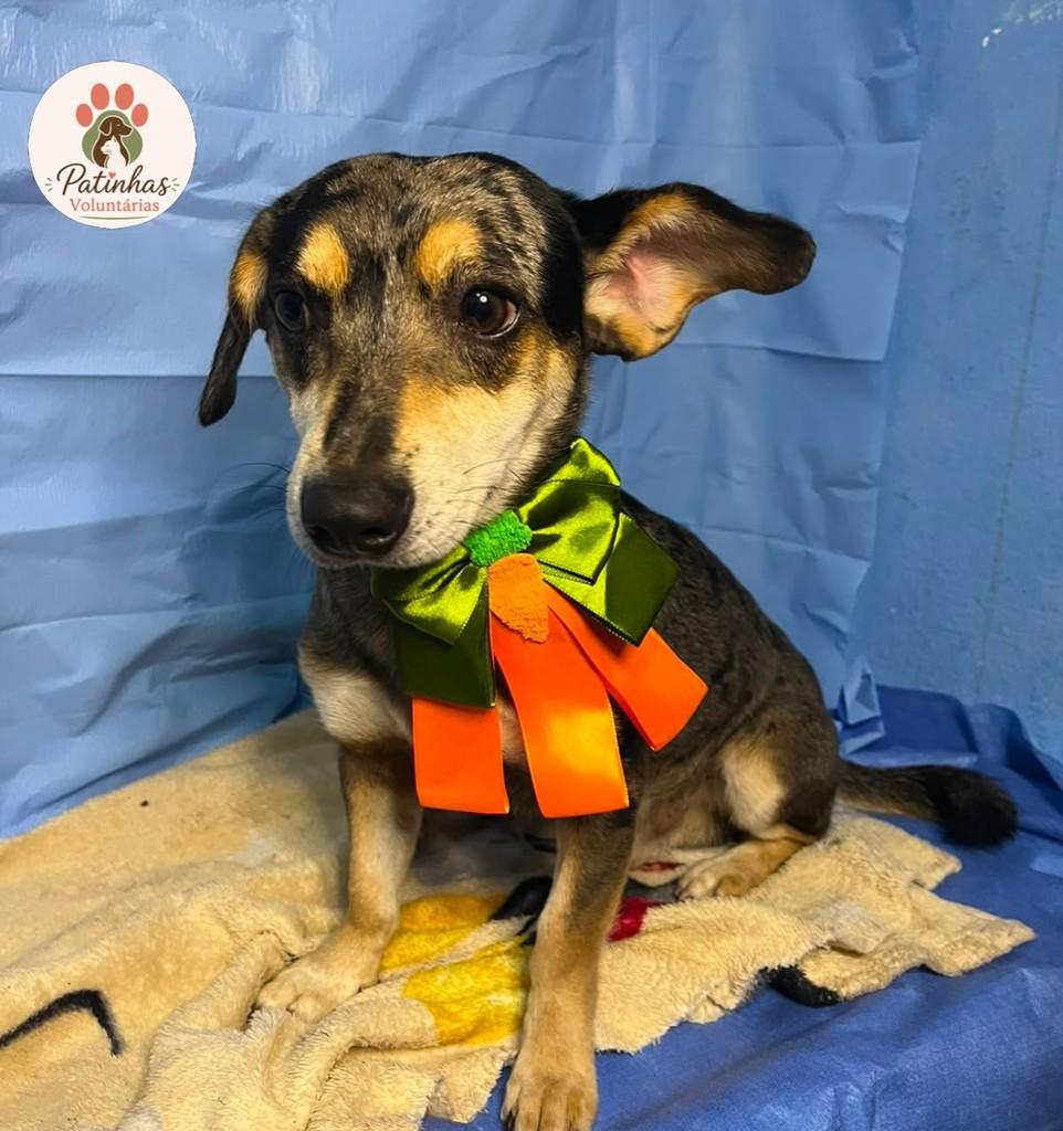 Pitoco, cachorro de porte pequeno para adoção em Resende - RJ