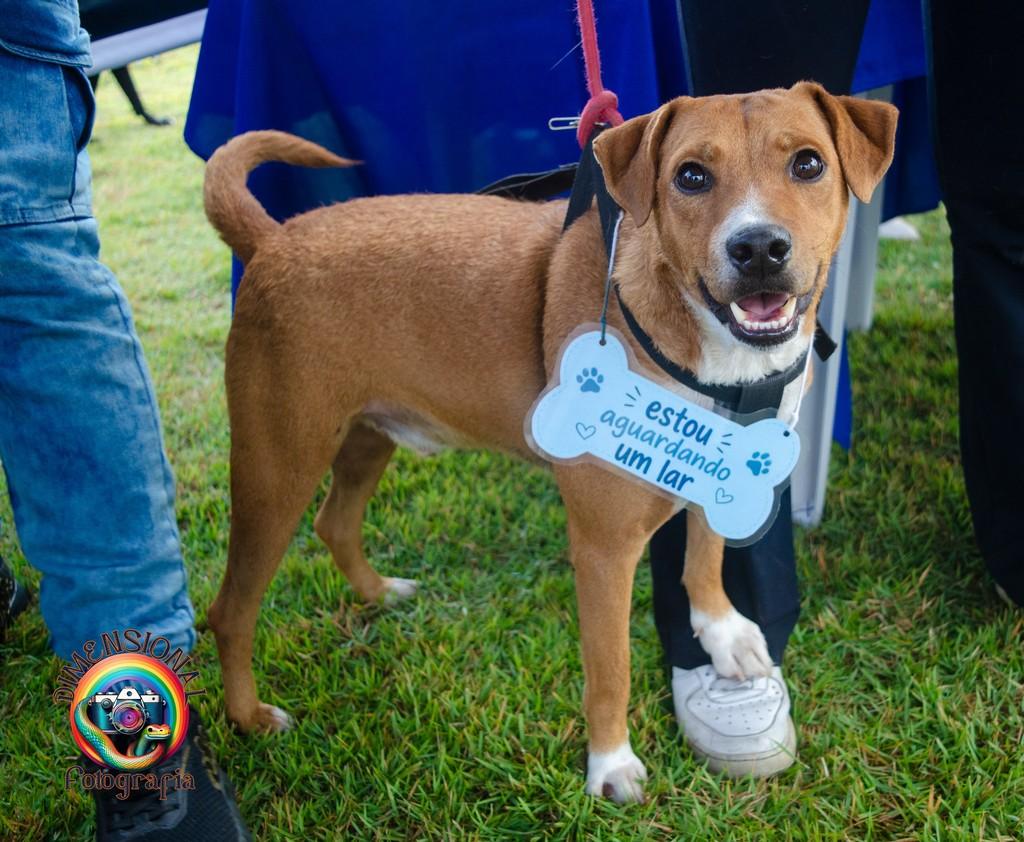 Amendoim, cachorro de porte médio para adoção em Resende - RJ