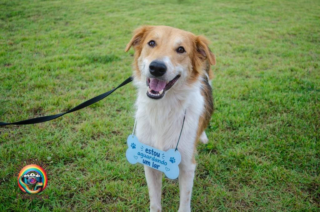 Luke, cachorro de porte médio para adoção em Resende - RJ