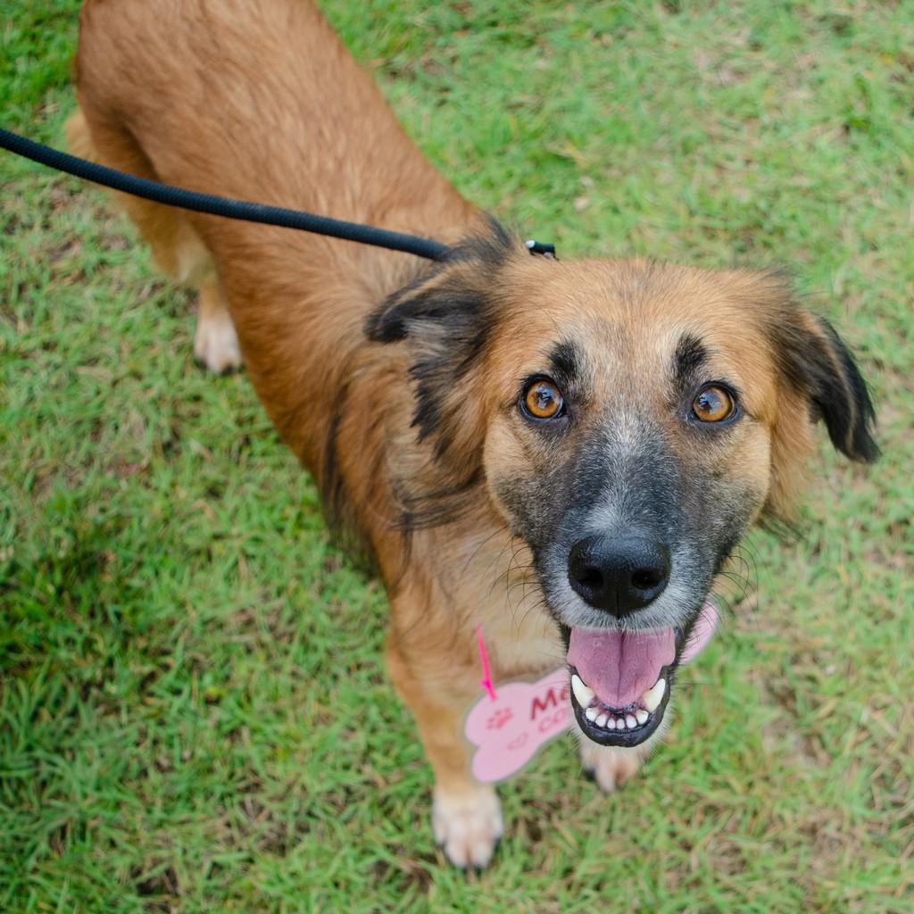 Dara, cadela de porte médio para adoção em Resende - RJ