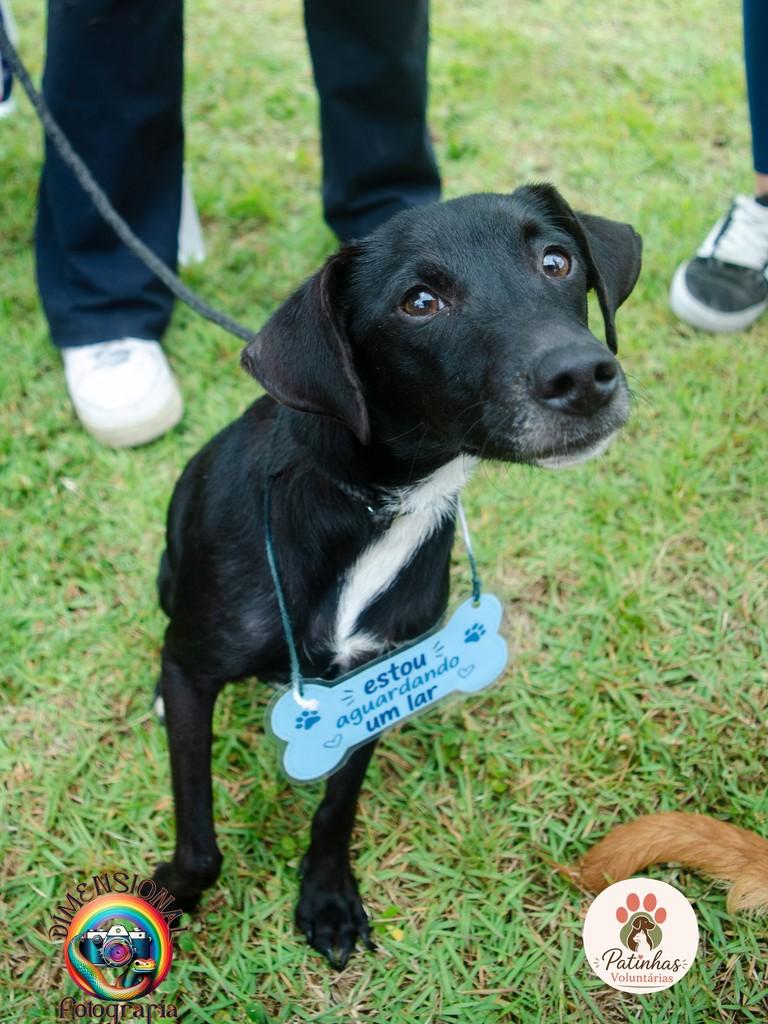 Calebe, cachorro de porte pequeno para adoção em Resende - RJ