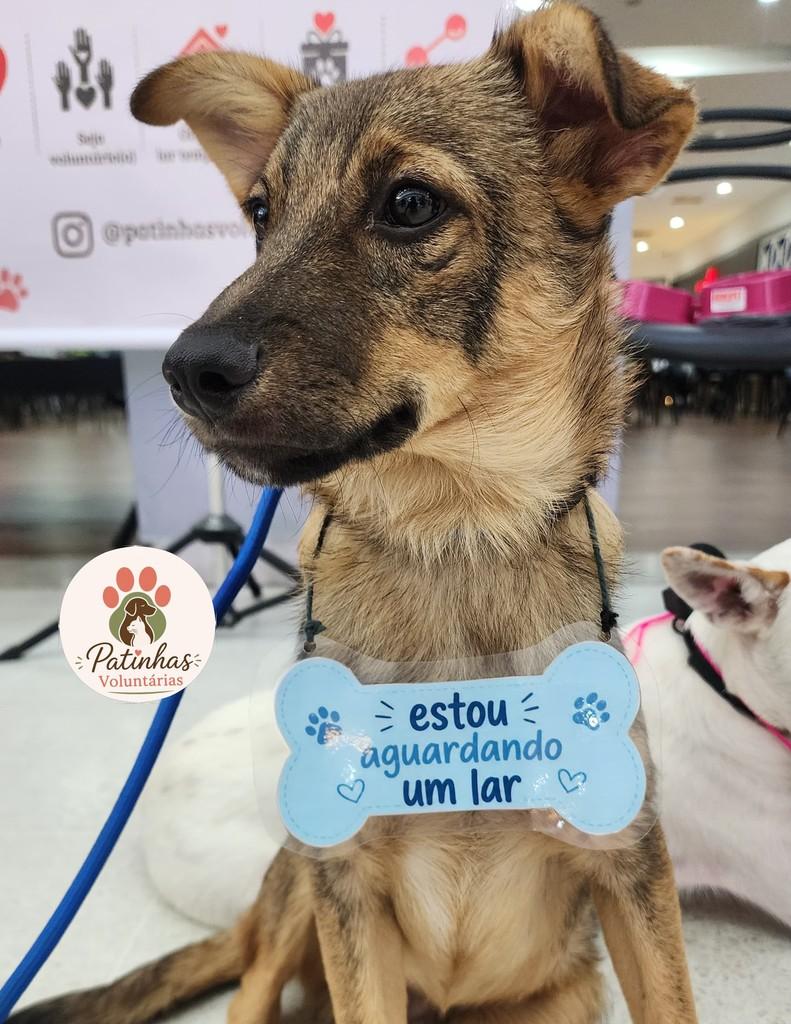 Juquinha, cachorro de porte pequeno para adoção em Resende - RJ
