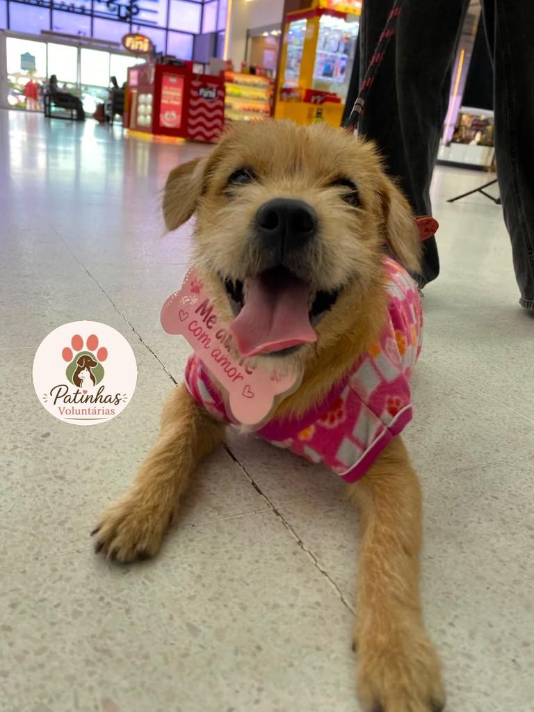 Xuxa, cadela de porte pequeno para adoção em Resende - RJ