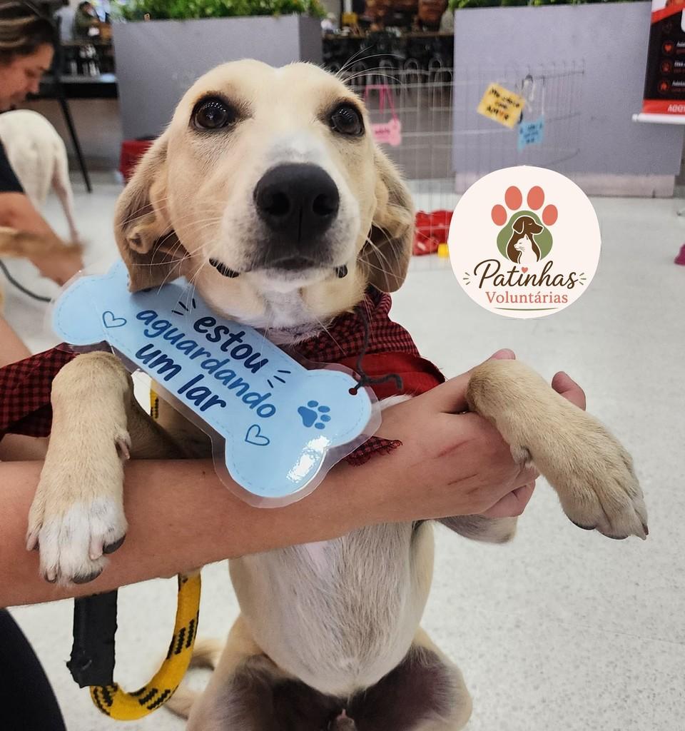 Buzz, cachorro de porte médio para adoção em Resende - RJ