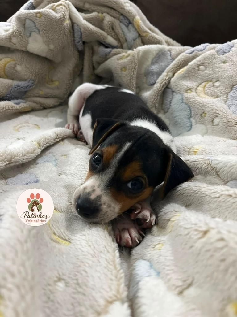 Pingo, cachorro de porte pequeno para adoção em Resende - RJ