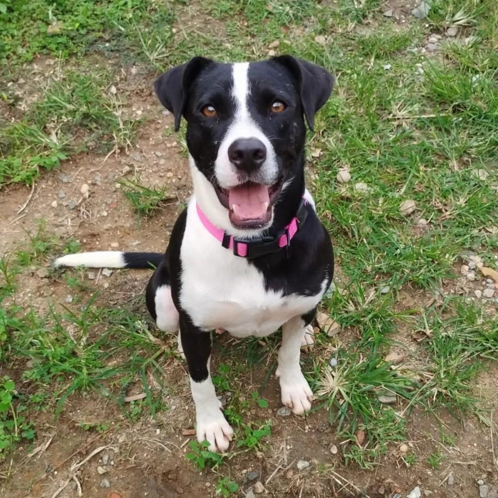 Luz, cachorro de porte médio para adoção em Resende - RJ