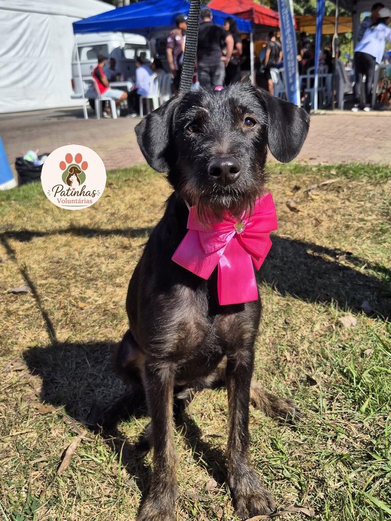 Mel, cadela de porte médio para adoção em Resende - RJ