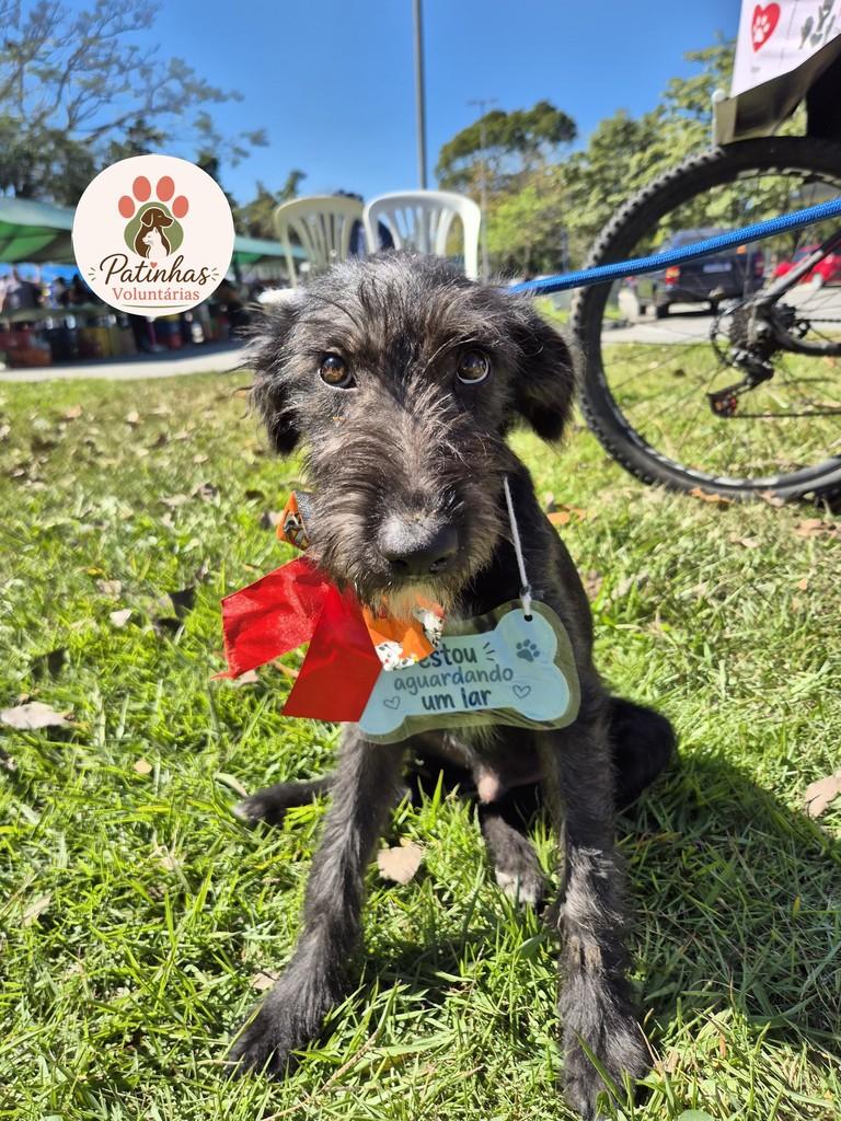 Fiapo de Manga, cachorro de porte médio para adoção em Resende - RJ