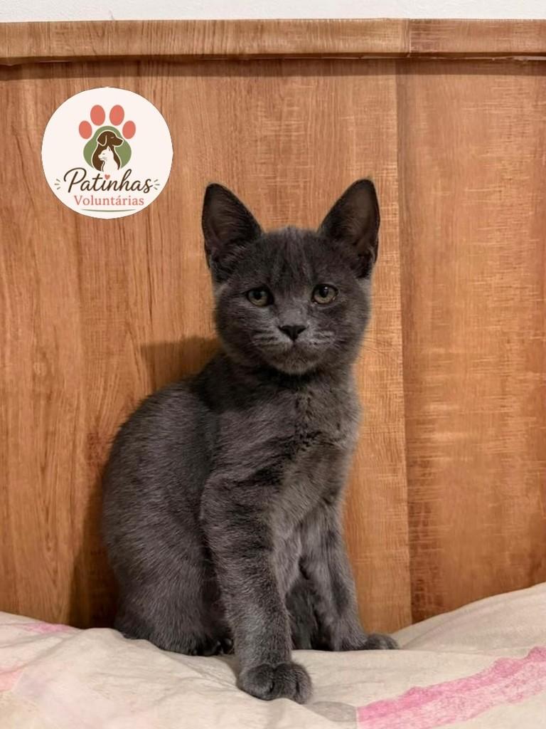 Fofucha, gata de porte pequeno para adoção em Resende - RJ