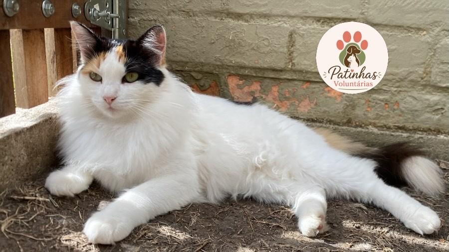 Cloe, gata para adoção em Resende - RJ
