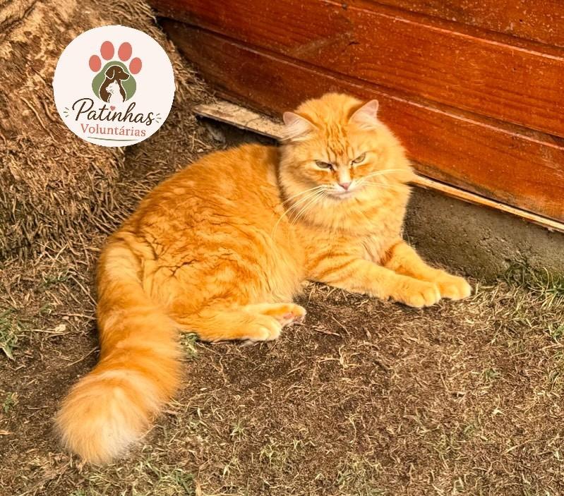 Tom, gato de porte médio para adoção em Resende - RJ