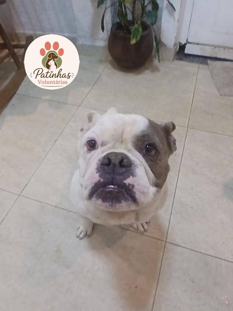 Bull, cadela de porte médio para adoção em Resende - RJ