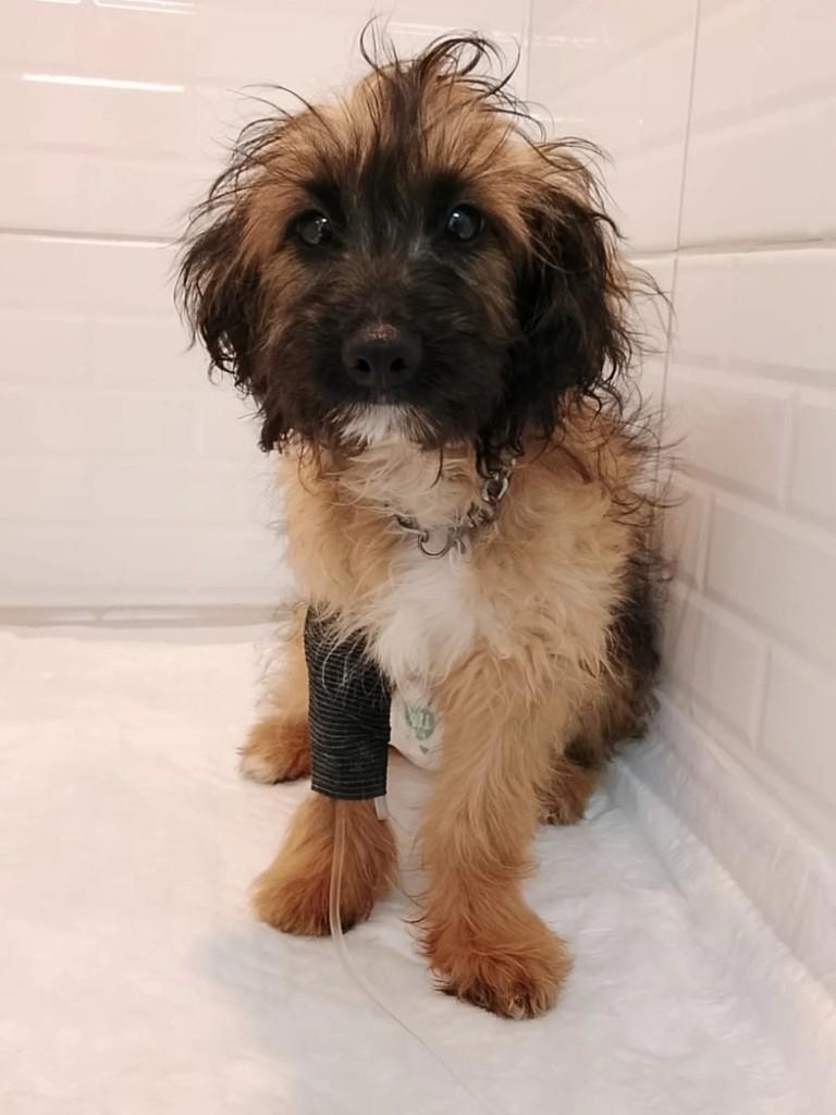 Francisco, cachorro de porte pequeno para adoção em São Lourenço do Oeste - SC