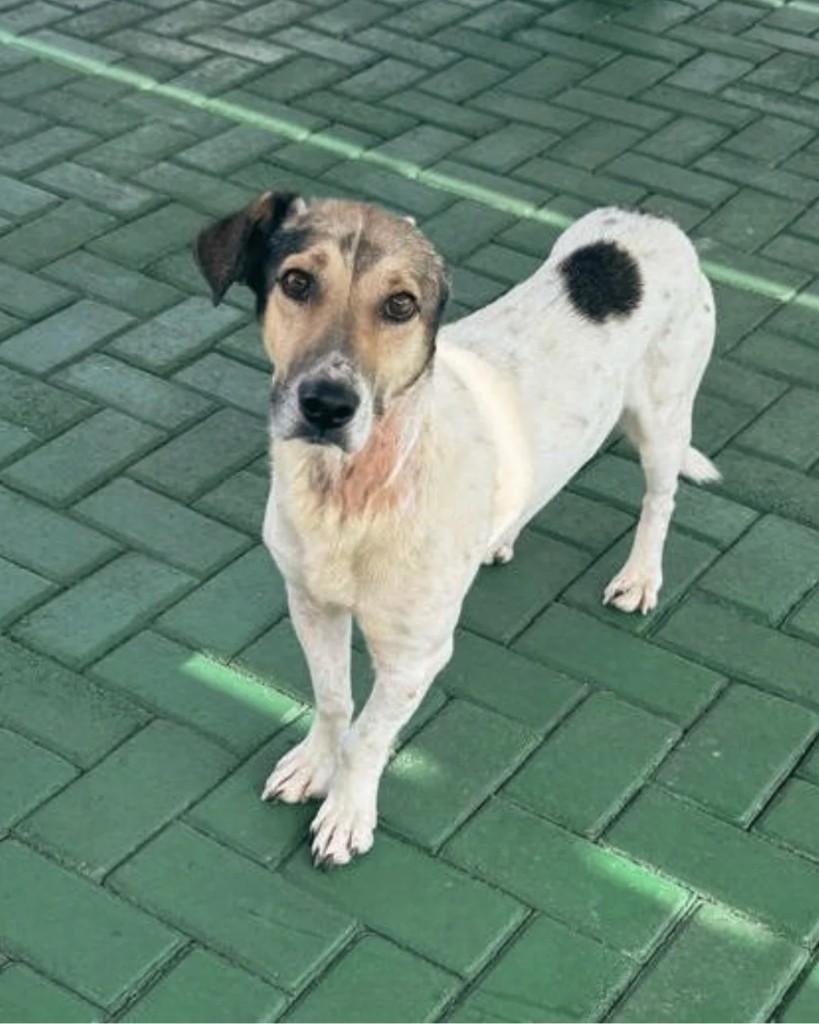 Orelha, cachorro de porte médio para adoção em São Lourenço do Oeste - SC