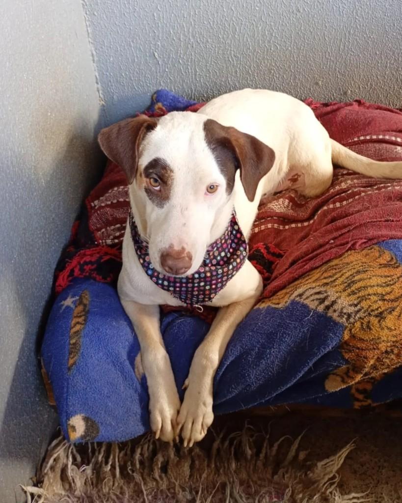 Branquinha, cachorro de porte pequeno para adoção em São Lourenço do Oeste - SC