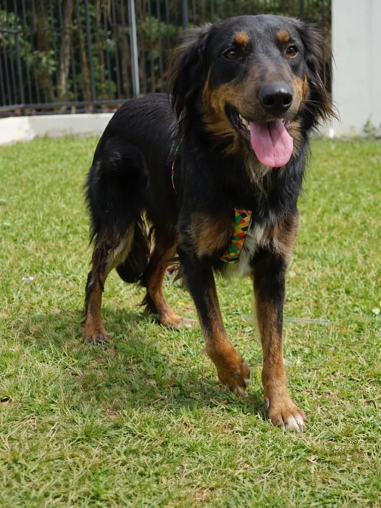 Bela, cadela de porte médio para adoção em São Lourenço do Oeste - SC