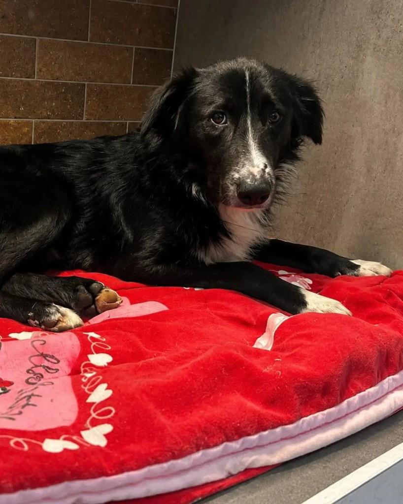 Café, cachorro de porte médio para adoção em São Lourenço do Oeste - SC