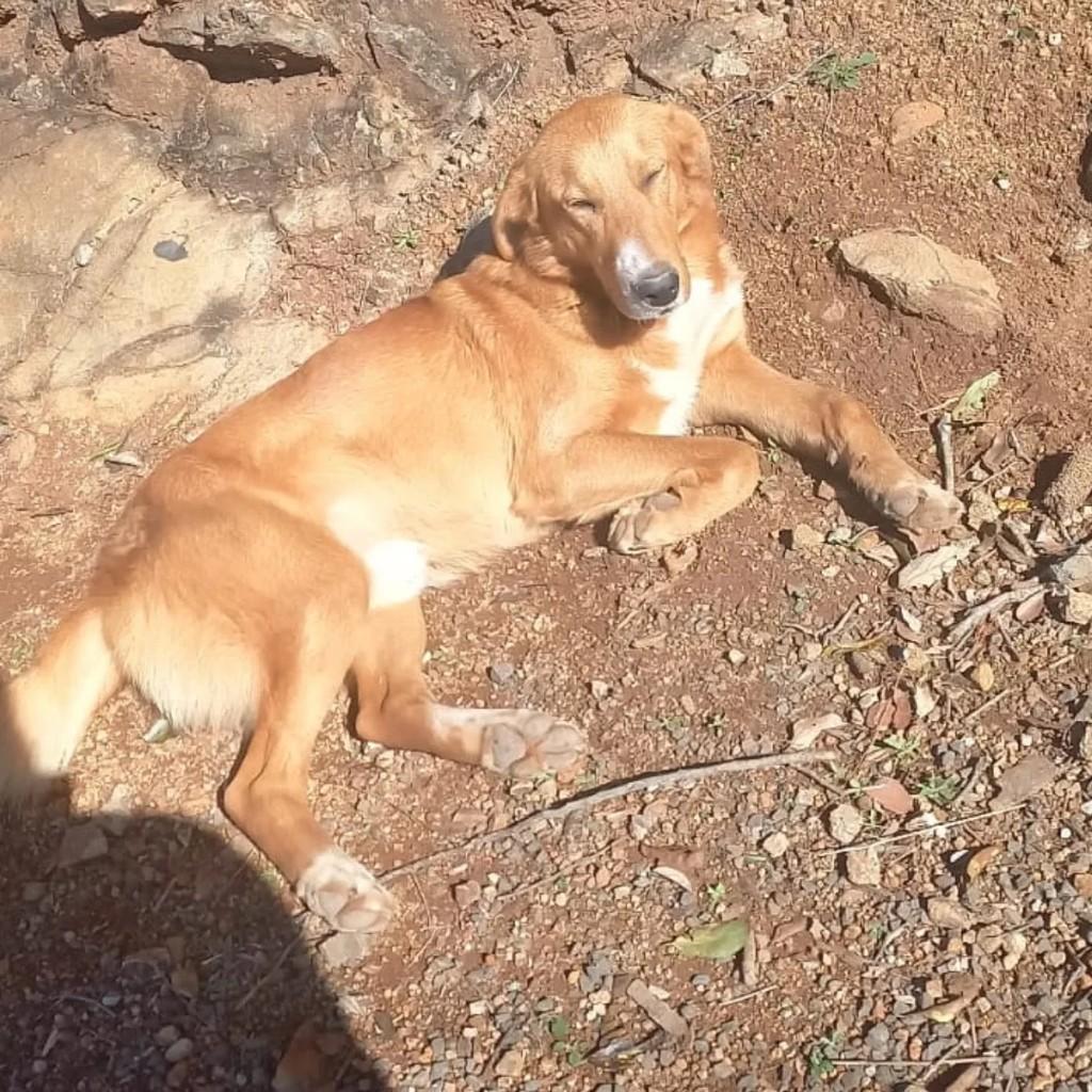 Caramelo, cachorro de porte grande para adoção em São Lourenço do Oeste - SC