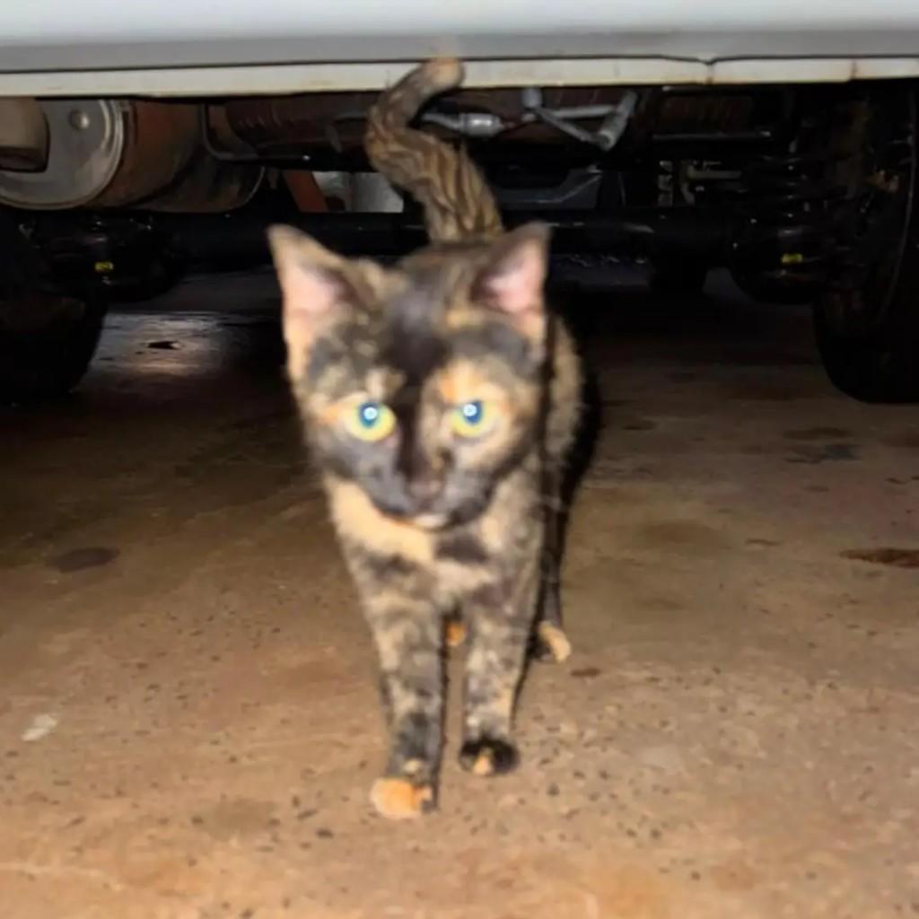 Escaminha, gata de porte pequeno para adoção em São Lourenço do Oeste - SC