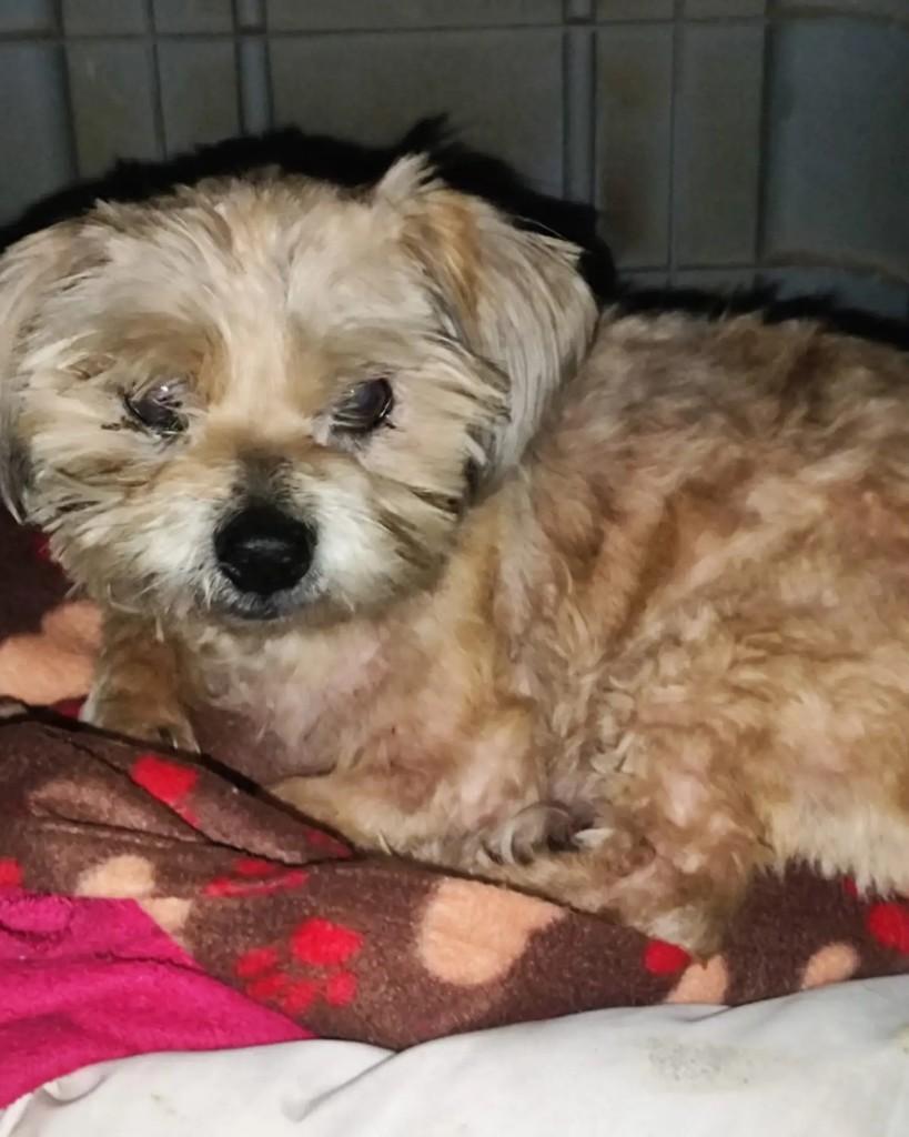 Bob, cachorro de porte pequeno para adoção em São Lourenço do Oeste - SC