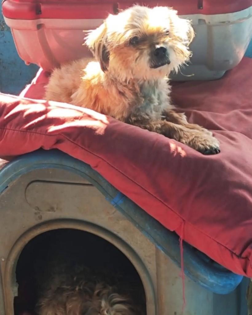 Bob, cachorro de porte pequeno para adoção em São Lourenço do Oeste - SC — foto 2 de 2