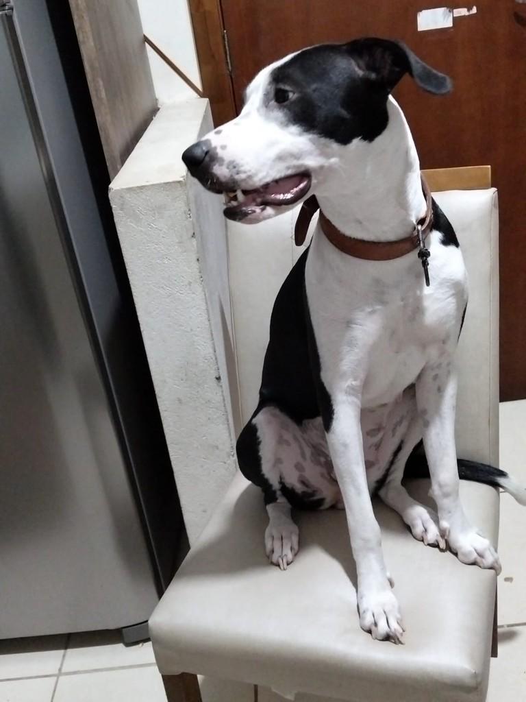 Skay, cadela de porte grande para adoção em Concórdia - SC