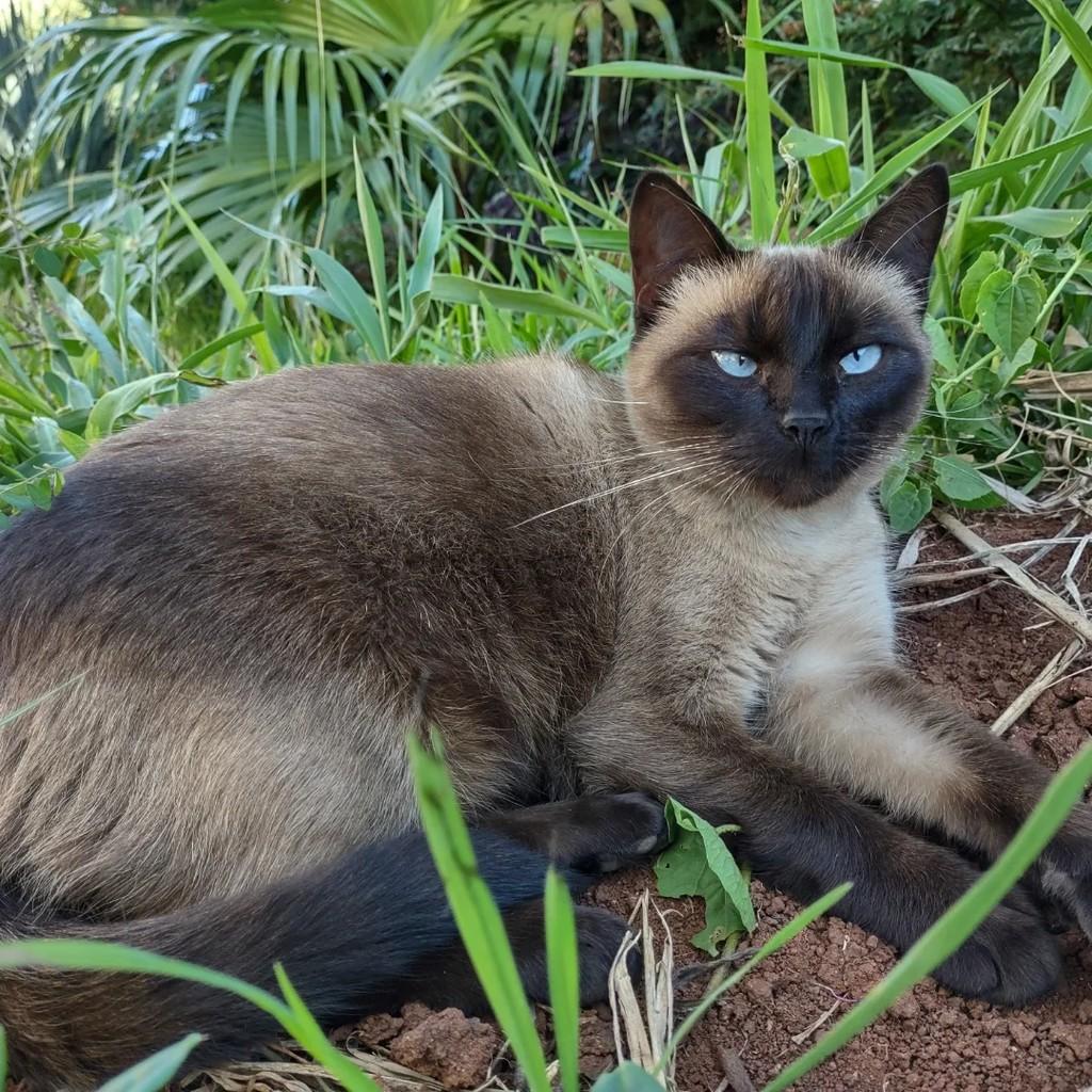 Procura Se Esse Gato, gato de porte médio para adoção em Concórdia - SC