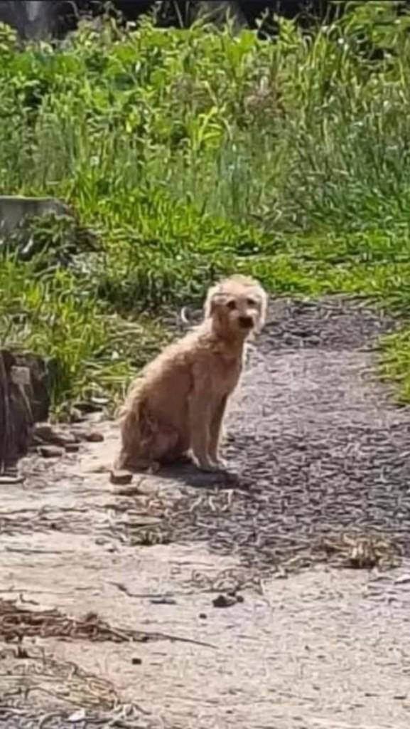 Ela, cachorro de porte pequeno para adoção em Concórdia - SC
