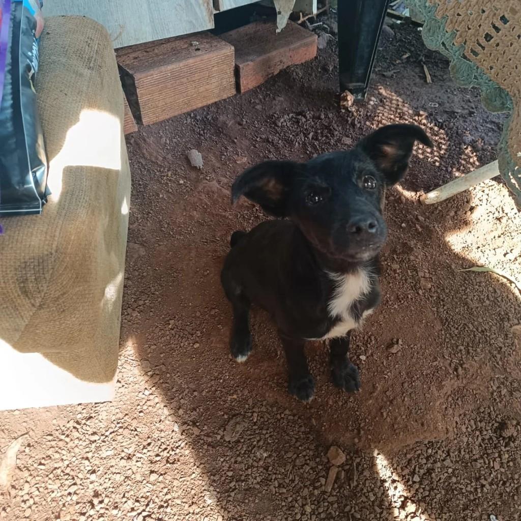 Caso Bica, cachorro de porte pequeno para adoção em Concórdia - SC