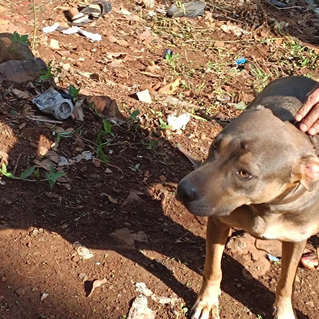 Cachorra, cadela de porte médio para adoção em Concórdia - SC