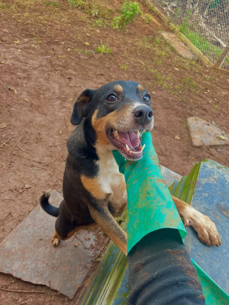 Raio, cachorro de porte médio para adoção em Concórdia - SC