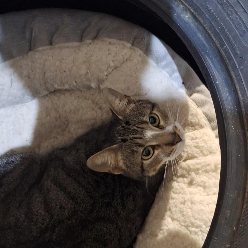 Nanda, gata de porte pequeno para adoção em Concórdia - SC