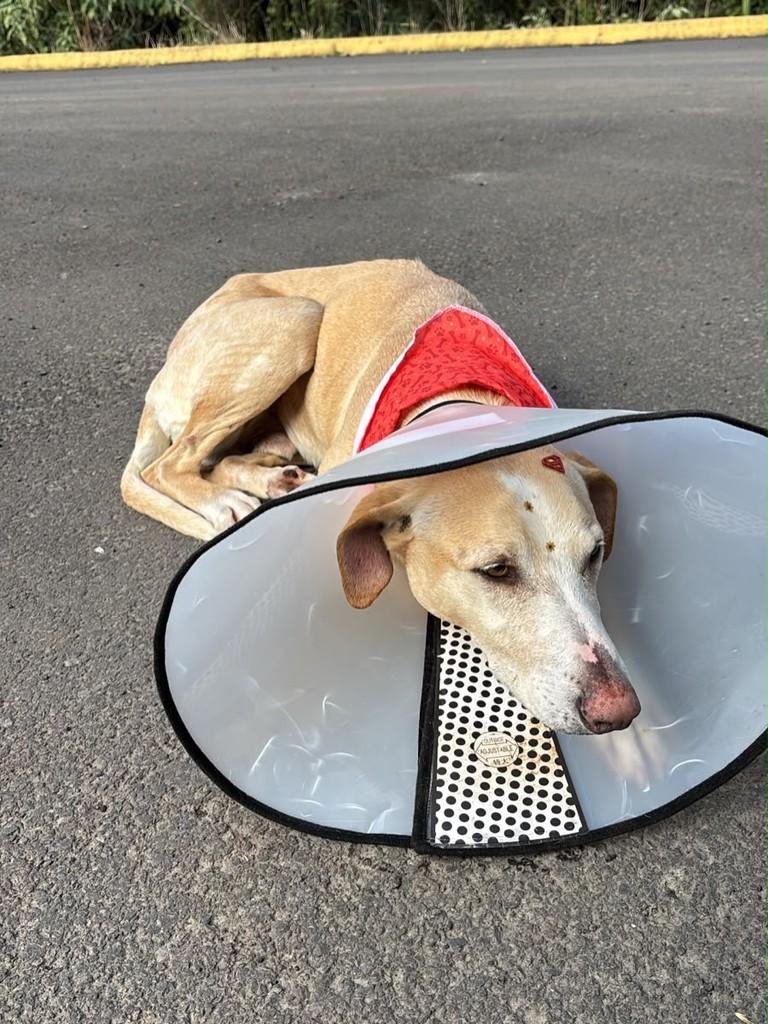 Costela, cachorro de porte grande para adoção em Concórdia - SC