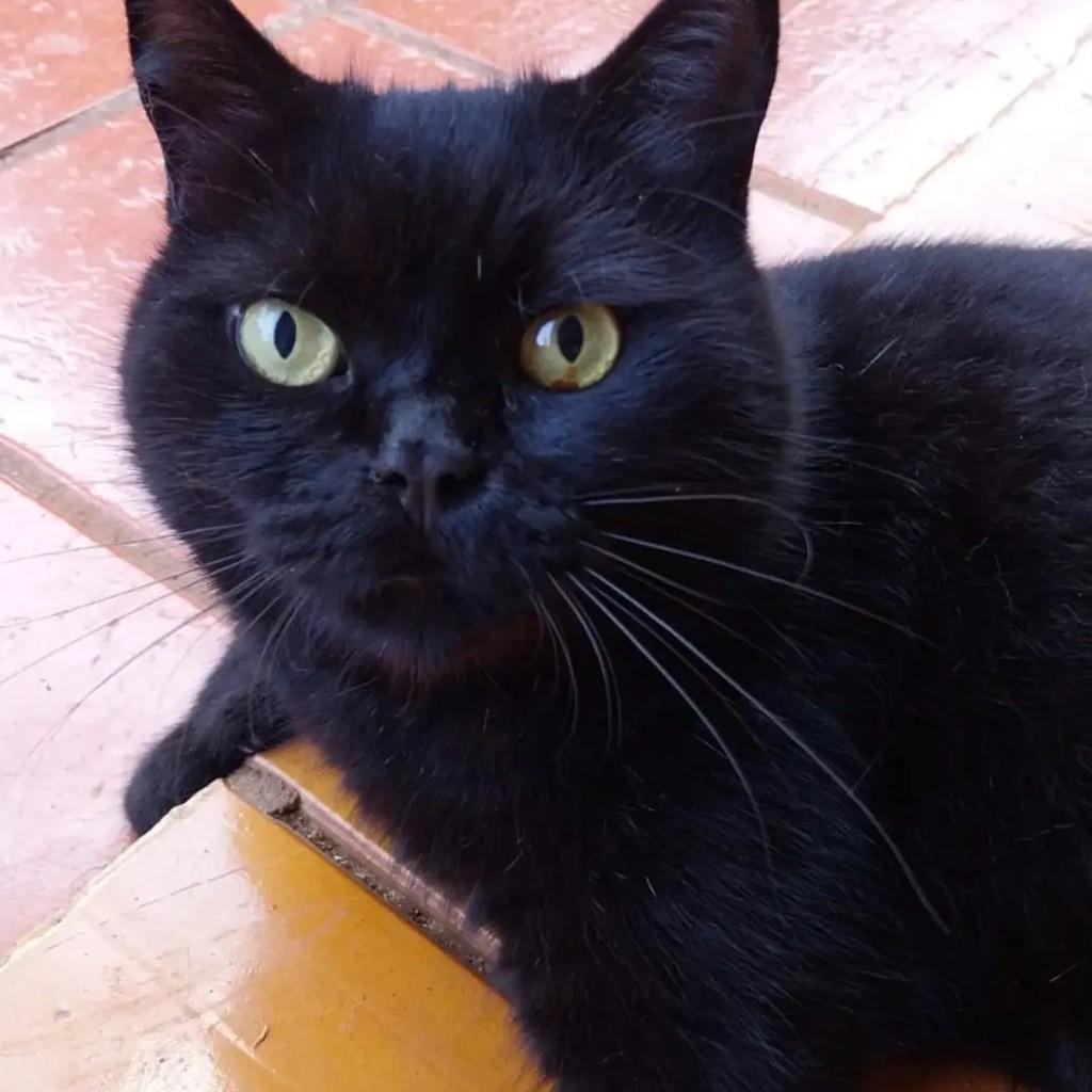 Luli, gato de porte médio para adoção em Concórdia - SC