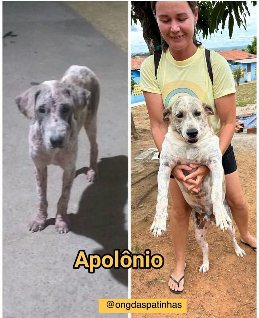 Apolônio, cachorro de porte médio para adoção em Aracaju - SE